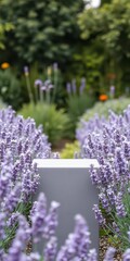 Fototapeta premium Minimalist Podium Surrounded by Soft Lavender Flowers in a Tranquil Garden