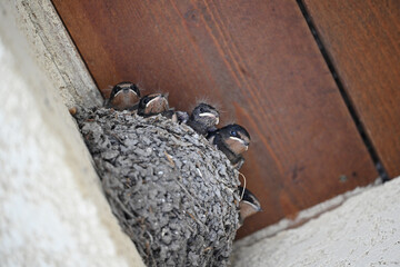 nest with chicks of a barn swallow