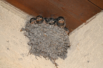 nest with chicks of a barn swallow