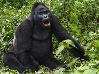 Roaring Silverback Gorilla