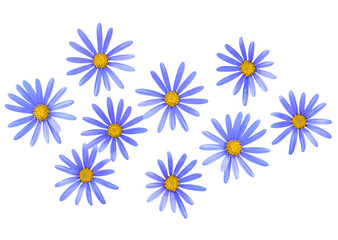 ブルーデージー