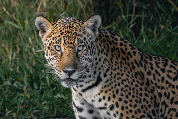 The astonishing eyes of a female jaguar © Lucas Morgado
