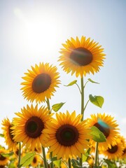 Obraz premium A Set of Bright Sunflowers Facing the Sun, Their Yellow Petals Glowing in the Morning Light