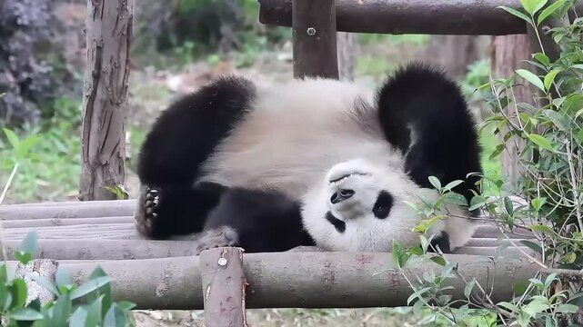 Funny Pose of Sleping Panda, China