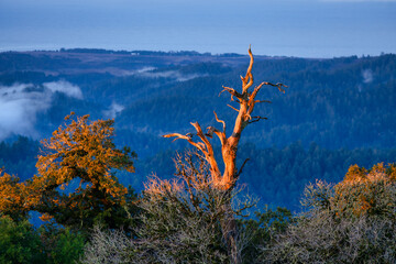 Dried tree against stunning mountain sunrise, showing natural beauty and tranquility of untouched...