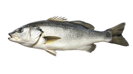 Fototapeta premium Fresh fish on a white isolated background, showcasing its sleek body and vibrant scales.