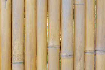 Yellow brown dry bamboo fence background, Bamboos are a diverse group of evergreen perennial flowering plants in the subfamily Bambusoideae of the grass family Poaceae, Nature pattern texture.