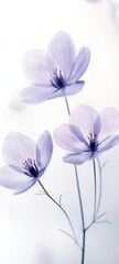 Fototapeta premium Delicate Purple Anemone Flowers in Soft Light Floral Still Life