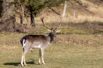 The fallow deer (Dama dama) in its habitat walking in the dunes, A species of ruminant mammal belonging to the family Cervidae, Amsterdamse Waterleidingduinen, Bentveld in North Holland, Netherlands.