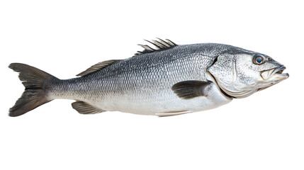 Fresh silver fish on a white isolated background, ready for culinary preparation, showcasing natural colors and textures.