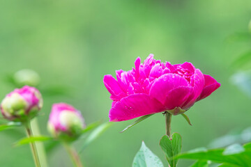Bright Magenta Peony in full Bloom
