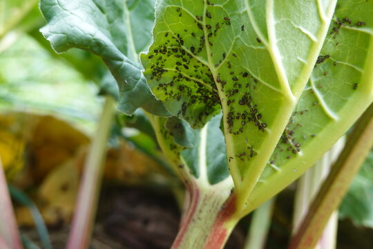 Black aphids colonizing and infesting a rhubarb leaf