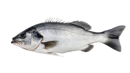 Fototapeta premium Fresh fish on a white isolated background, ideal for culinary and seafood presentations.