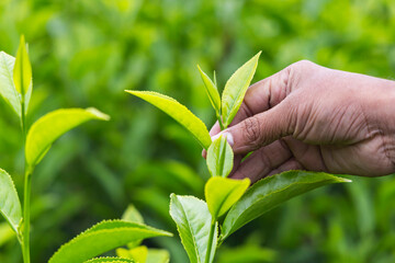 Hand picking fresh tea leaves from plantation, Munnar India