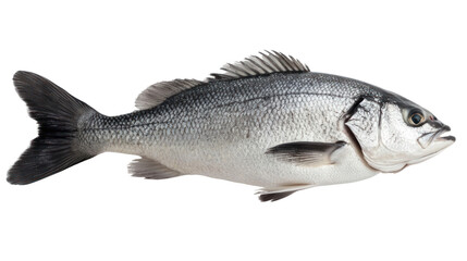 Fototapeta premium Fresh fish on a white isolated background, showcasing its sleek body and glistening scales, ideal for culinary and health themes.