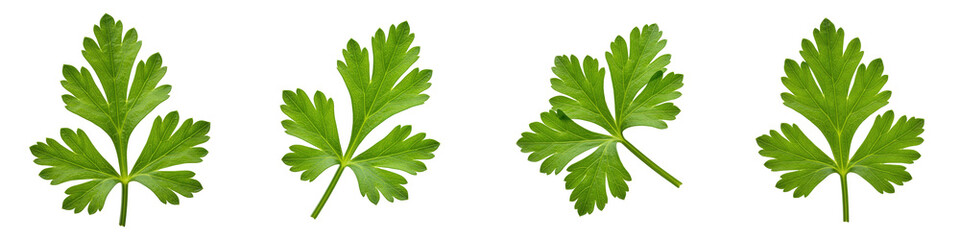 Naklejka premium Single Sprig of Parsley on White, Cut Out Set