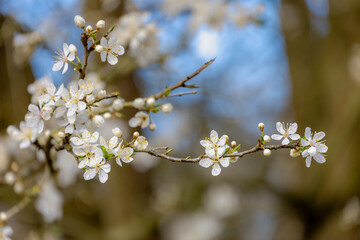 Selective focus of beautiful branches of wild white Cherry blossoms on the tree in forest, Beautiful Sakura flowers during spring season in the park, Floral pattern texture, Natural floral background.