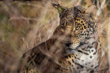 Jaguar between the branches © Lucas Morgado