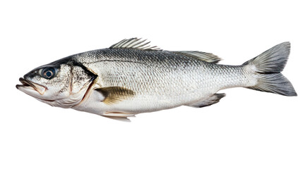 Fototapeta premium Fresh sea bass fish on white background, ideal for culinary presentations and recipes.