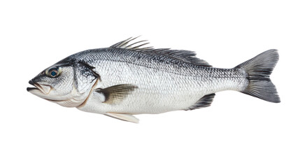 Fototapeta premium Fresh fish, realistic appearance, isolated on a white background, ideal for culinary presentations and healthy eating.