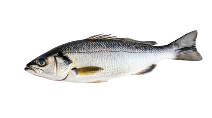 Obraz premium Freshly caught fish on a white isolated background, showcasing its vibrant scales and features.