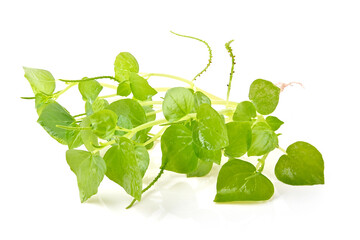 Fresh peperomia pellucida plant, shiny leave on white background