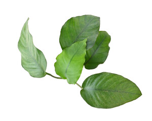 Fototapeta premium aquarium plant Anubias Broad Leaf isolated on white background top view