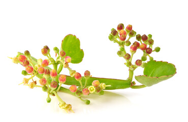 Flower of pirandai or veldt grape on white background.