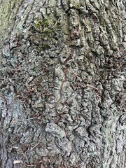 Bark of a tree Texture background