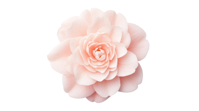Delicate pink flower with layered petals on a white isolate background.