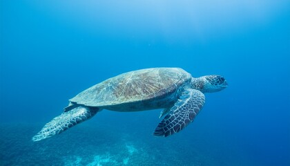 Fototapeta premium Green Sea Turtle swimming in clear blue water
