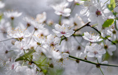 Cherry blossom branch in the garden in spring