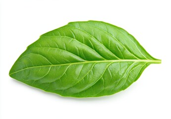 Obraz premium Single Green Basil Leaf on White Background