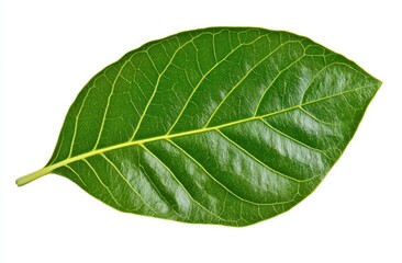 Obraz premium Single Green Leaf Close up on White Background
