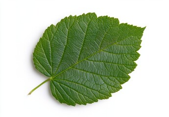 Obraz premium Single Green Leaf Isolated on White Background Detailed View