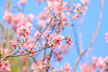 Blooming Pink Cherry (Sakura) Blossoms Against a Clear Blue Sky