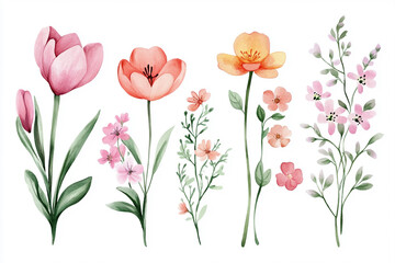 Watercolor, Set of Spring Flowers, cute illustration, clipart, simple, white background