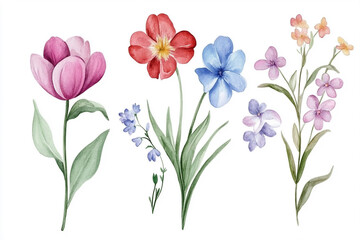 Watercolor, Set of Spring Flowers, cute illustration, clipart, simple, white background