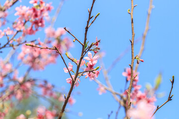 Blooming Pink Cherry (Sakura) Blossoms Against a Clear Blue Sky