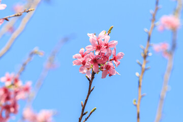 Blooming Pink Cherry (Sakura) Blossoms Against a Clear Blue Sky