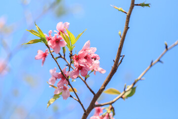 Blooming Pink Cherry (Sakura) Blossoms Against a Clear Blue Sky