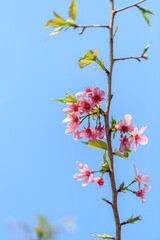 Blooming Pink Cherry (Sakura) Blossoms Against a Clear Blue Sky