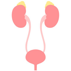 健康な腎臓・副腎・膀胱のイラスト