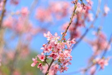 Obraz premium Blooming Pink Cherry (Sakura) Blossoms Against a Clear Blue Sky