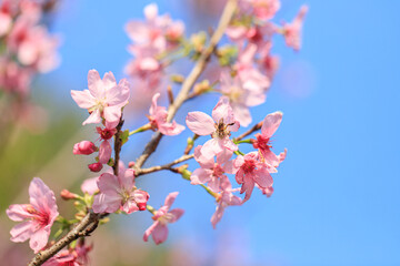 Blooming Pink Cherry (Sakura) Blossoms Against a Clear Blue Sky