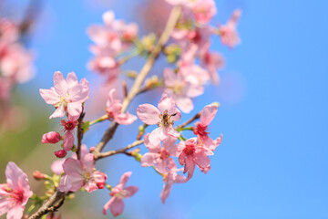 Blooming Pink Cherry (Sakura) Blossoms Against a Clear Blue Sky