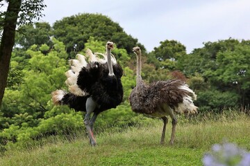 仲良く並んだダチョウの夫婦