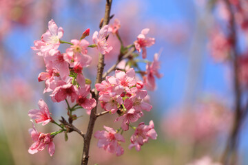 Blooming Pink Cherry (Sakura) Blossoms Against a Clear Blue Sky