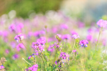 Naklejka premium Purple Verbena Flowers in a Sunlit Wildflower Meadow