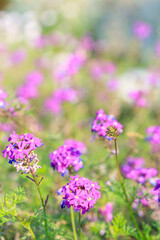 Purple Verbena Flowers in a Sunlit Wildflower Meadow